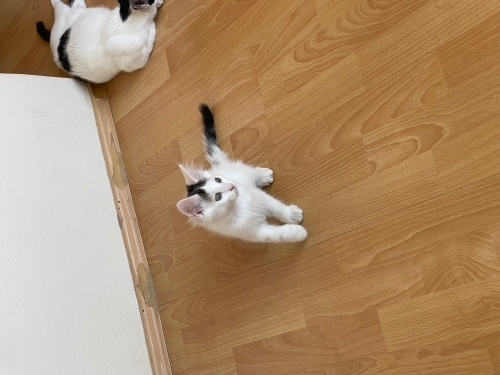 3 kardeşten biri olan Oreo için yuva arıyoruz fotoğraf