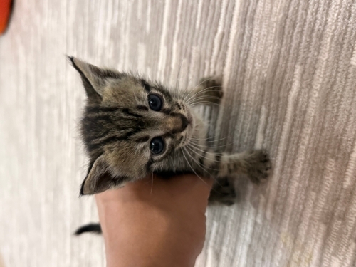 2 aylık yavru annesi terk etti.6 aylık mama ve kısırlaştırma operasyonu bana ait fotoğraf