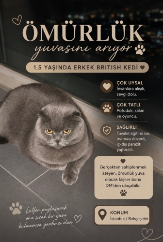 UYSAL LEO ÖMÜRLÜK YUVASINI ARIYOR fotoğraf
