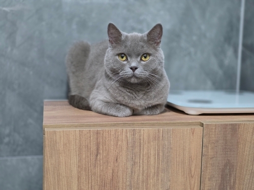 British Shorthair - 4 Yaşında fotoğraf