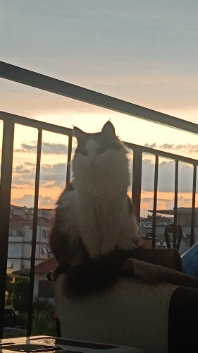Balık evini arıyor fotoğraf