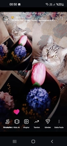 Kedi sahiplendirme fotoğraf