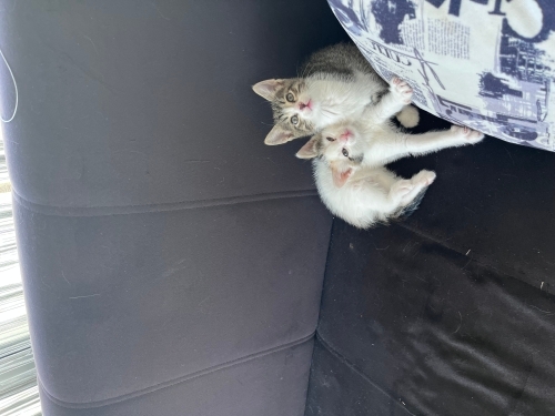 Yavru kedi ücretsiz fotoğraf