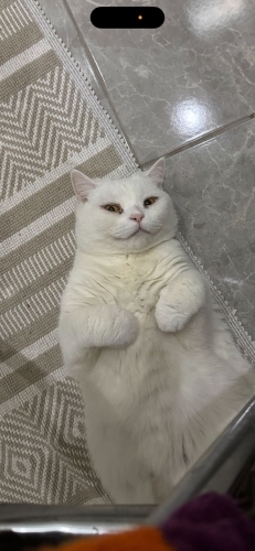 Marla yuva arıyor fotoğraf