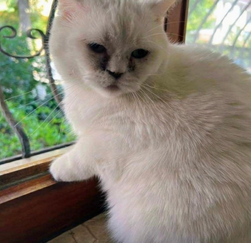 Pamuk yuva arıyor fotoğraf