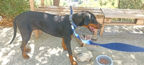 Ücretsiz sahiplenme doberman fotoğraf