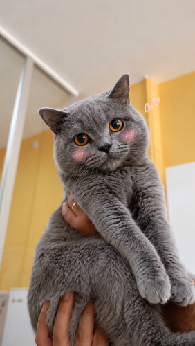 Ücretsiz sahiplenme British kedi fotoğraf