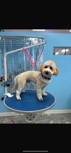 2 yaşında Maltipoo oğlumuza yuva fotoğraf