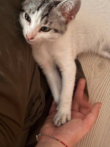 3 aylık erkek kedi acil sahiplendirme fotoğraf