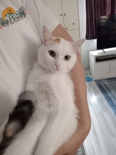Angora Kedisi 1 Yaşında Dişi fotoğraf
