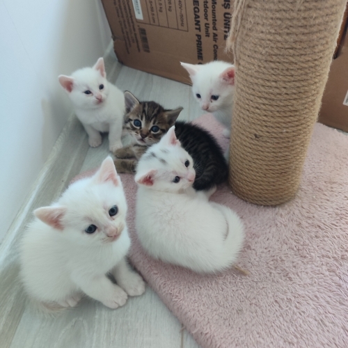 Mersin İçi Ücretsiz Yavru Kedi Sahiplendirme (Takip Şartlı) fotoğraf