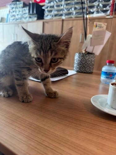 SOKAĞA ATILAN YAVRU fotoğraf