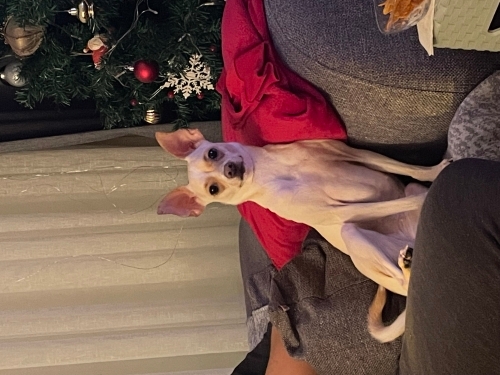 6 yaşında chihuahua yeni yuvasını arıyor fotoğraf