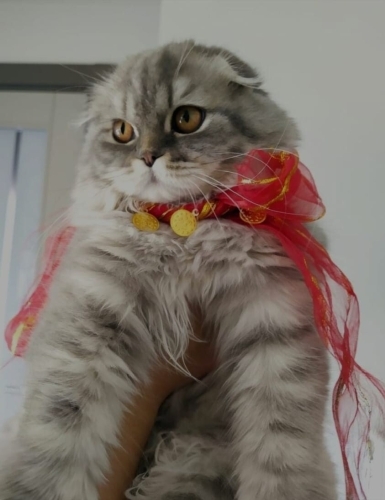 Kedimize yeni yuva arıyoruz fotoğraf