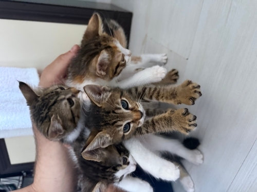 3 dişi 1 erkek yavrularımıza sıcak yuva arıyoruz fotoğraf