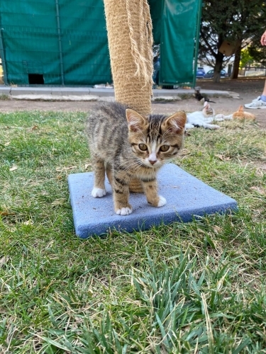 ÇİKO PARKTA YALNIZ ÇOK KORKUYOR fotoğraf
