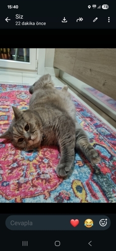 Minnak yeni evini arıyor fotoğraf