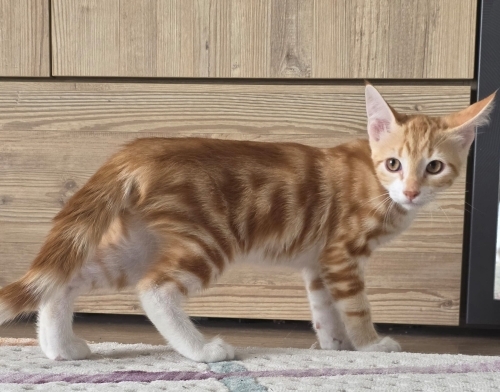 3AYLIK EVDE DOĞDU (ÜCRETSİZ) fotoğraf