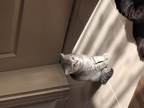 Oyuncu kedi bir o kadar da korkak 2 kedim daha var o yüzden sahiplendiriyorum fotoğraf