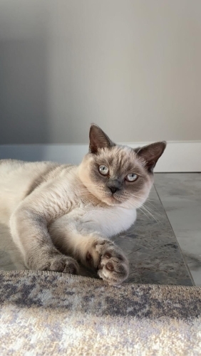 Pamuk prensesimiz yuva arıyor fotoğraf