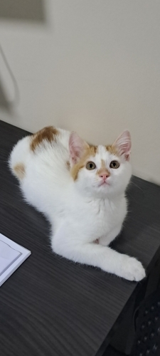 Mırıltısı ile neşe götüreceği ailesini bekliyor fotoğraf