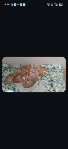 Melez Sarman kardeşlere yuva arıyoruz fotoğraf