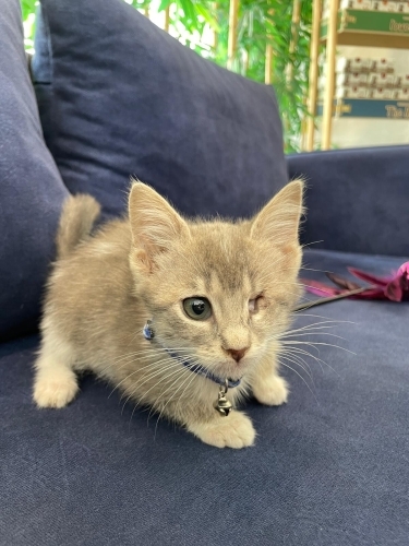 Bir gözüm eksik ama sevgim kocaman😿 fotoğraf