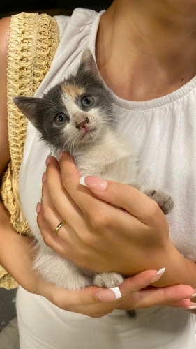 Dişi yavru kediye acil yuva arıyoruz fotoğraf