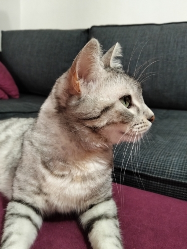 Ücretsiz sahiplendirme fotoğraf