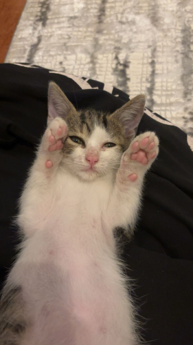 2 Aylık Minik Dişi Tekire Ömürlük Yuva Arıyoruz 🐾 fotoğraf
