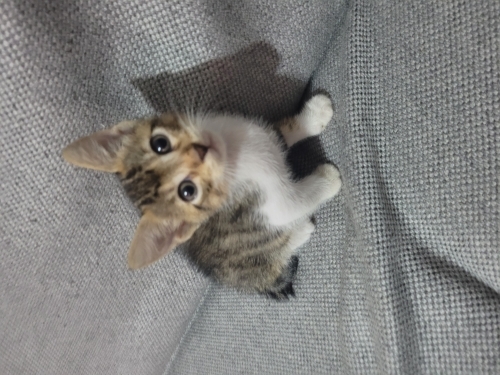 Sokakta yuvasiz kalmasinler tek tek sahiplendirme fotoğraf