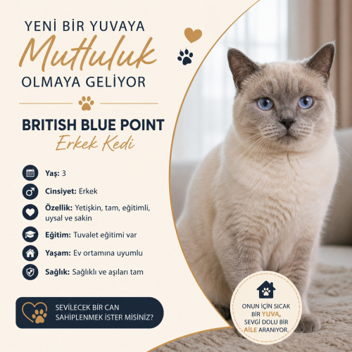 Acil Yuva Arayan British Blue Point Erkek Kedi fotoğraf