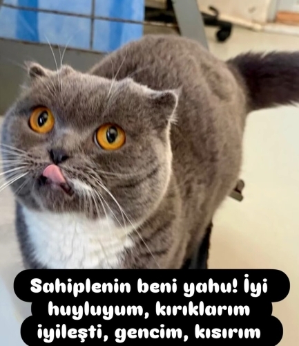 ÇİPLİ, KARNELİ VE KISIR SCOTTISH FOLD..!! VETERİNERDEN..!! fotoğraf