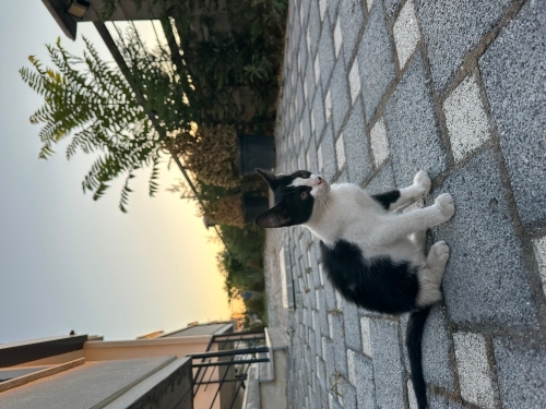 Tatlı smokin yuva arıyor fotoğraf