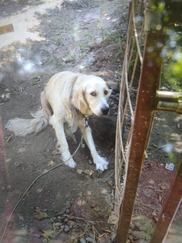 acil ücretsiz sahiplendirme fotoğraf