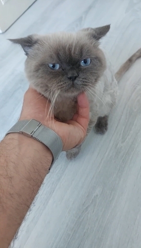 Çok Sevecen Hergün Sevgi Bekleyen Gofret fotoğraf