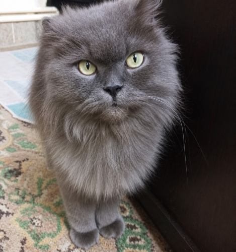 Sokağa terkedilen bu canı bugün sahiplenen olmazsa yarın sokağa dönecek fotoğraf