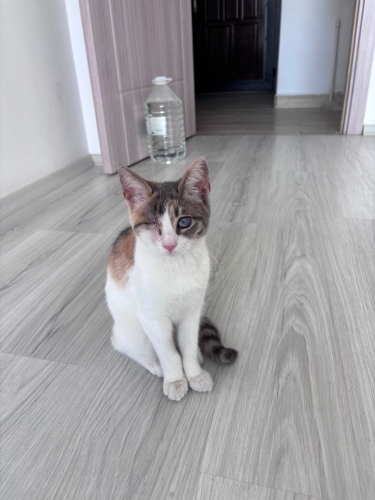 Çok Acil Yuva Aranıyor Engelli Canlara Öncelik Lütfen fotoğraf