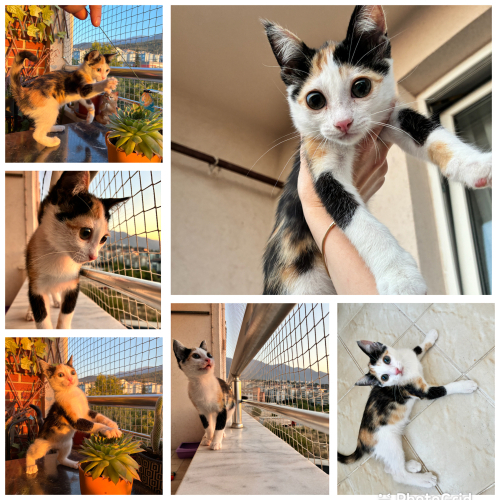 Calico Kız Yuva Arıyor fotoğraf