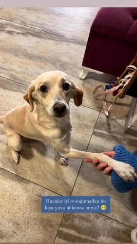 Küçük Labrador kızımıza acil yuva fotoğraf