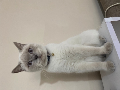 Acil ömürlük yuva Colorpoint Shorthair fotoğraf