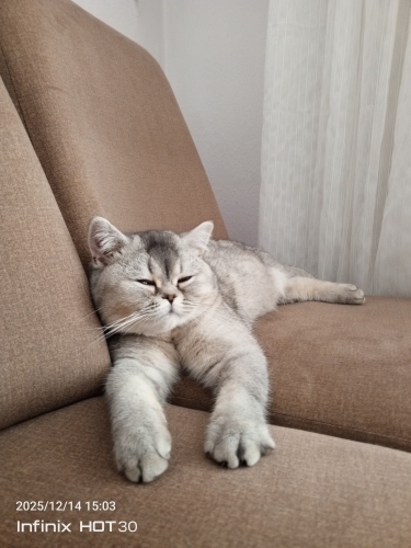 İnsana yakın sevecen akkıllı bi kedicik fotoğraf