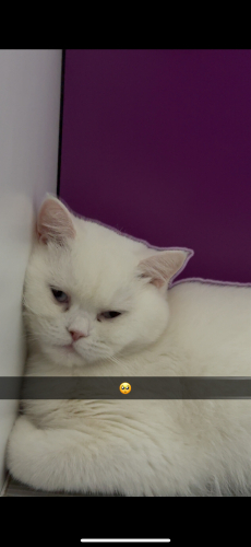 Güzeller güzeli maviş masumum fotoğraf