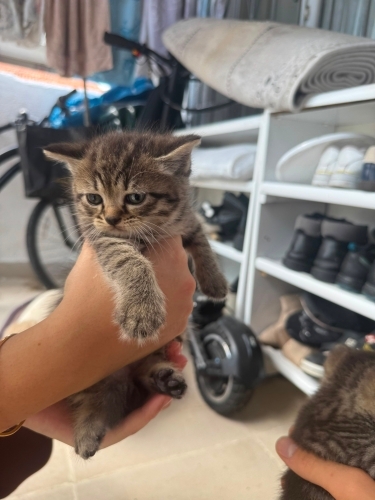 Acil ömürlük yuva Yeni doğmuş yavru fotoğraf