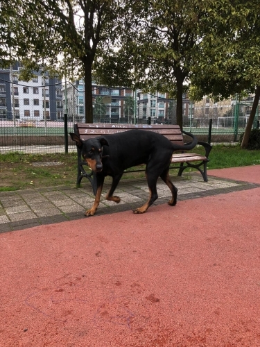 8 yaşında dişi doberman fotoğraf
