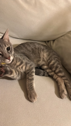Sokağa Terk Edilmiş Domestic Shorthair fotoğraf