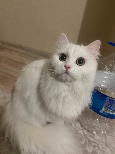 Yuva arayan British longhair kardeşler fotoğraf