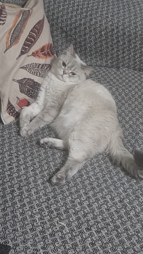 Güzel Kızımıza Yuva fotoğraf