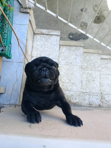 Safkan Pug Ücretsiz sahiplendirme. fotoğraf