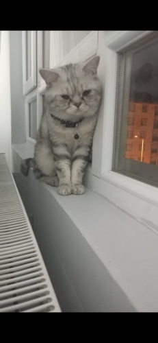 Paşaya kalıcı yuva fotoğraf